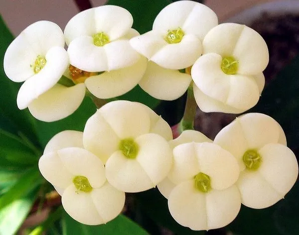 Euphorbia_Plant_(Hybrid,_Pack_of_1)