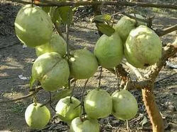 Guava_Plant_(Hybrid,_Pack_of_1)