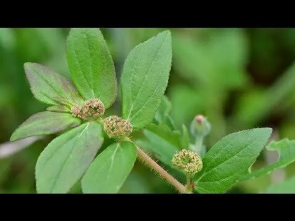 Euphorbia_Plant_(Hybrid,_Pack_of_1)