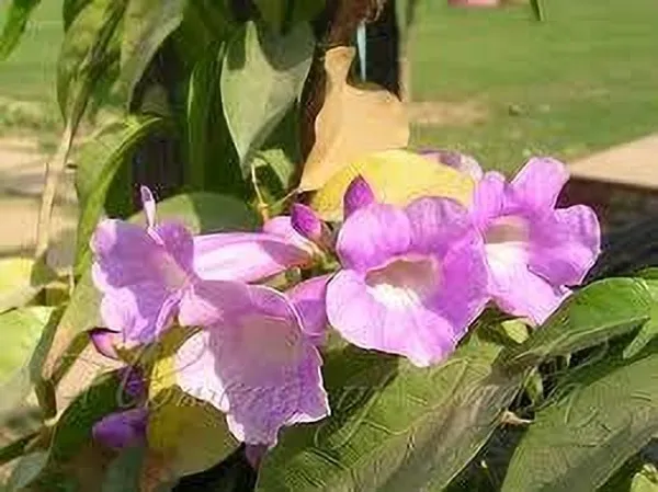 Turtle_Vine_Plant_(Hybrid,_Pack_of_1)