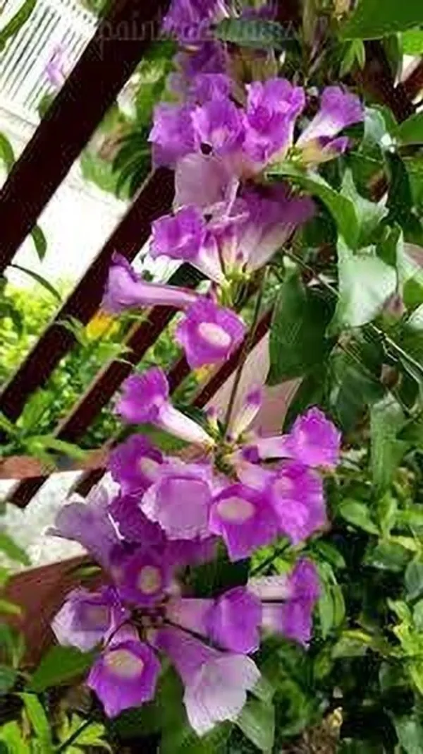 Turtle_Vine_Plant_(Hybrid,_Pack_of_1)