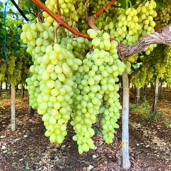 Grape_Plant_(Hybrid,_Pack_of_1)