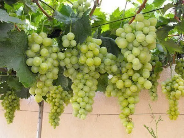 Grape_Plant_(Hybrid,_Pack_of_1)