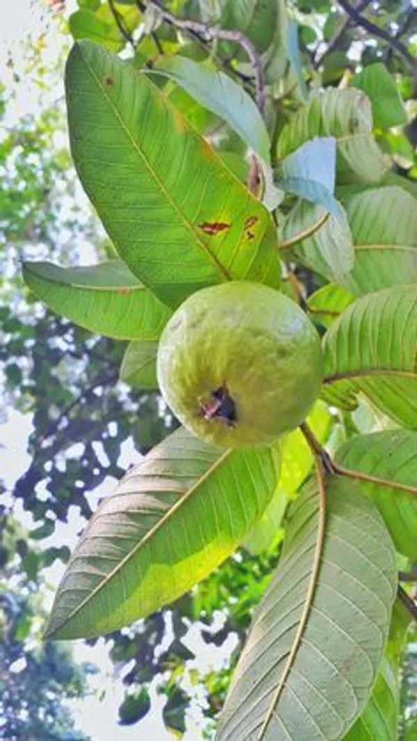Guava_Plant_(Hybrid,_Pack_of_1)