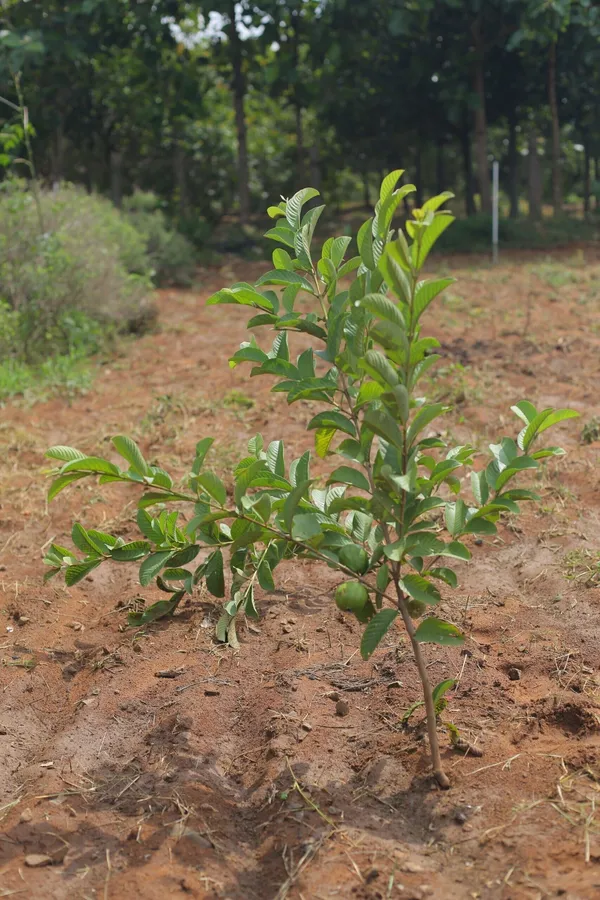 Guava_Plant_(Hybrid,_Pack_of_1)