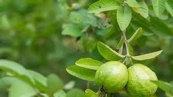 Guava_Plant_(Hybrid,_Pack_of_1)