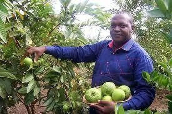 Guava_Plant_(Hybrid,_Pack_of_1)