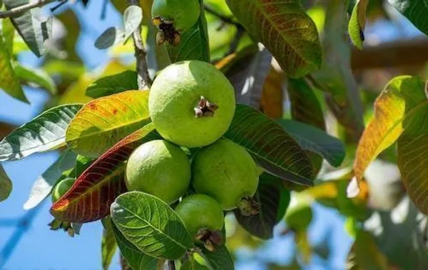 Guava_Plant_(Hybrid,_Pack_of_1)