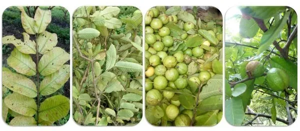 Guava_Plant_(Hybrid,_Pack_of_1)