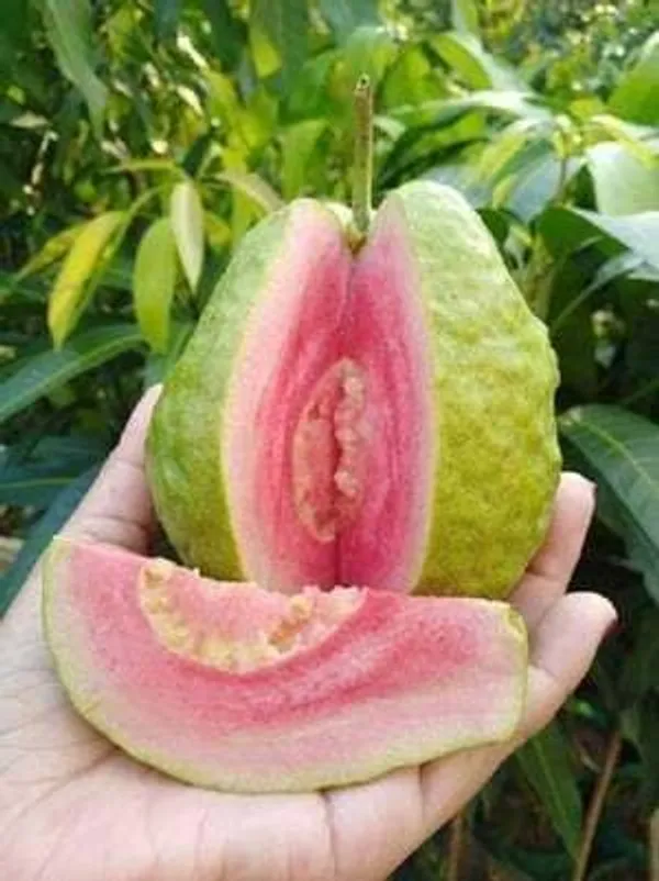 Guava_Plant_(Hybrid,_Pack_of_1)