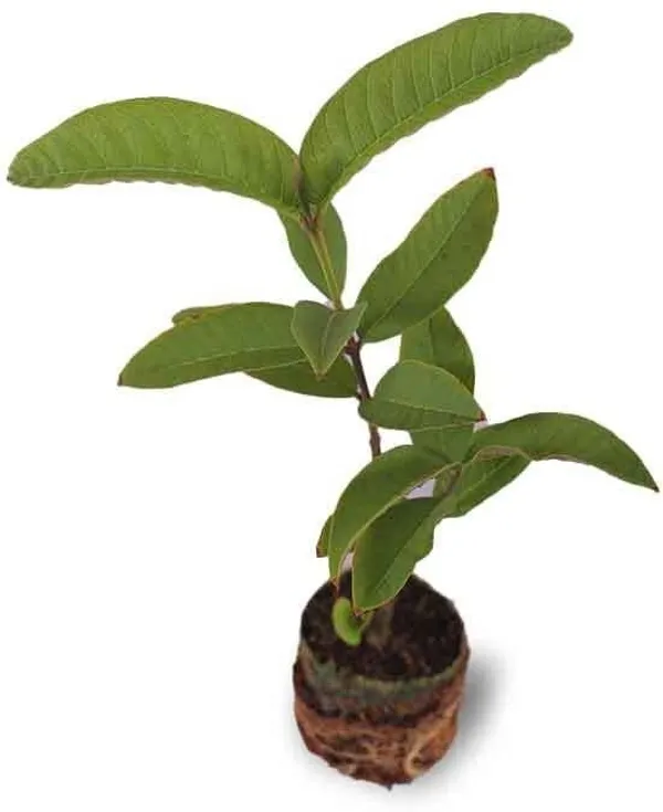 Guava_Plant_(Hybrid,_Pack_of_1)