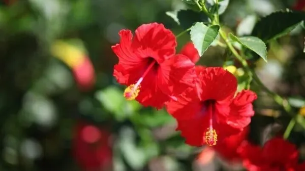 Hibiscus_Plant_(Hybrid,_Pack_of_1)