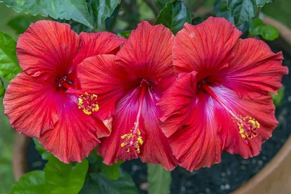 Hibiscus_Plant_(Hybrid,_Pack_of_1)