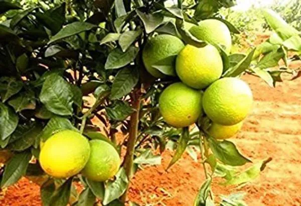 Lemon_Plant_(Hybrid,_Pack_of_1)