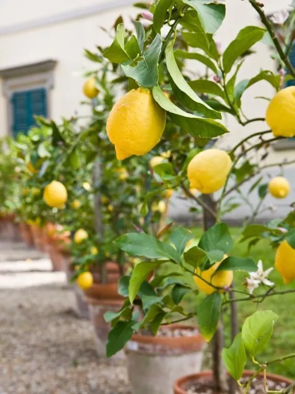 Lemon_Plant_(Hybrid,_Pack_of_1)