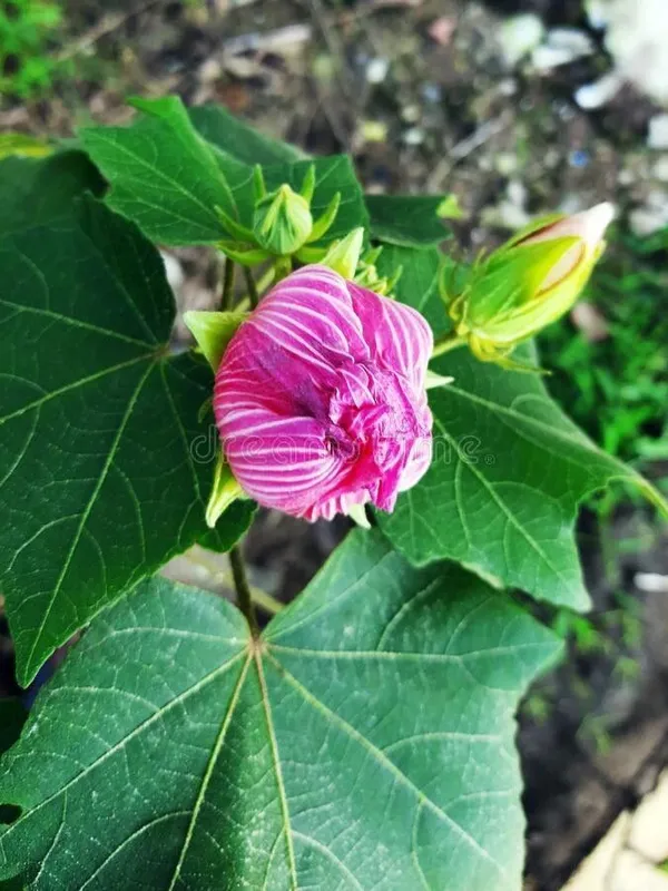 Lotus_Plant_(Hybrid,_Pack_of_1)