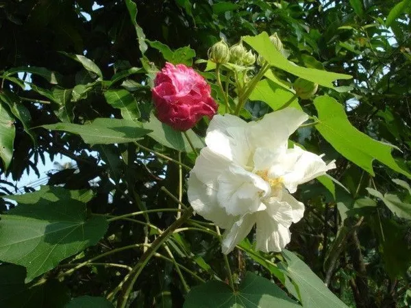 Lotus_Plant_(Hybrid,_Pack_of_1)
