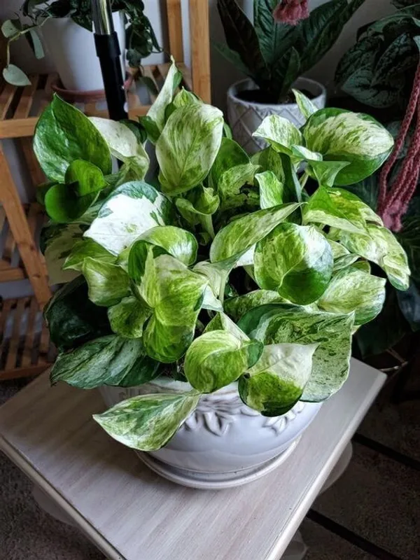 Money_Plant_(Hybrid,_Pack_of_1)