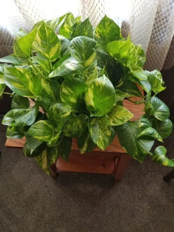 Money_Plant_(Hybrid,_Pack_of_1)