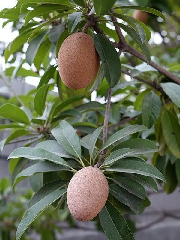 Chiku_Plant_(Hybrid,_Pack_of_1)