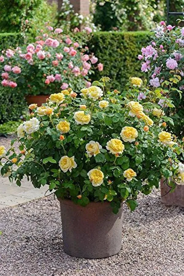 Rose_Plant_(Hybrid,_Pack_of_1)