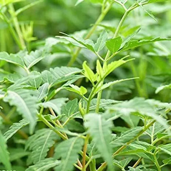 Neem_Plant_(Hybrid,_Pack_of_1)