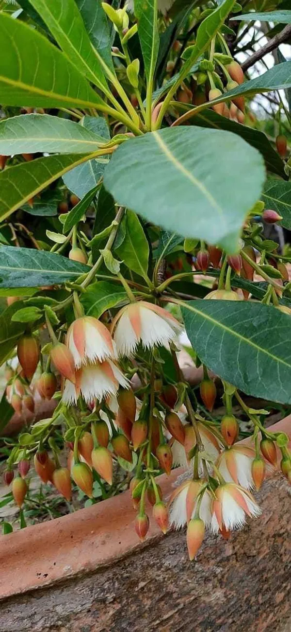 Rudraksh_Live_Plant_(Hybrid,_Pack_of_1)