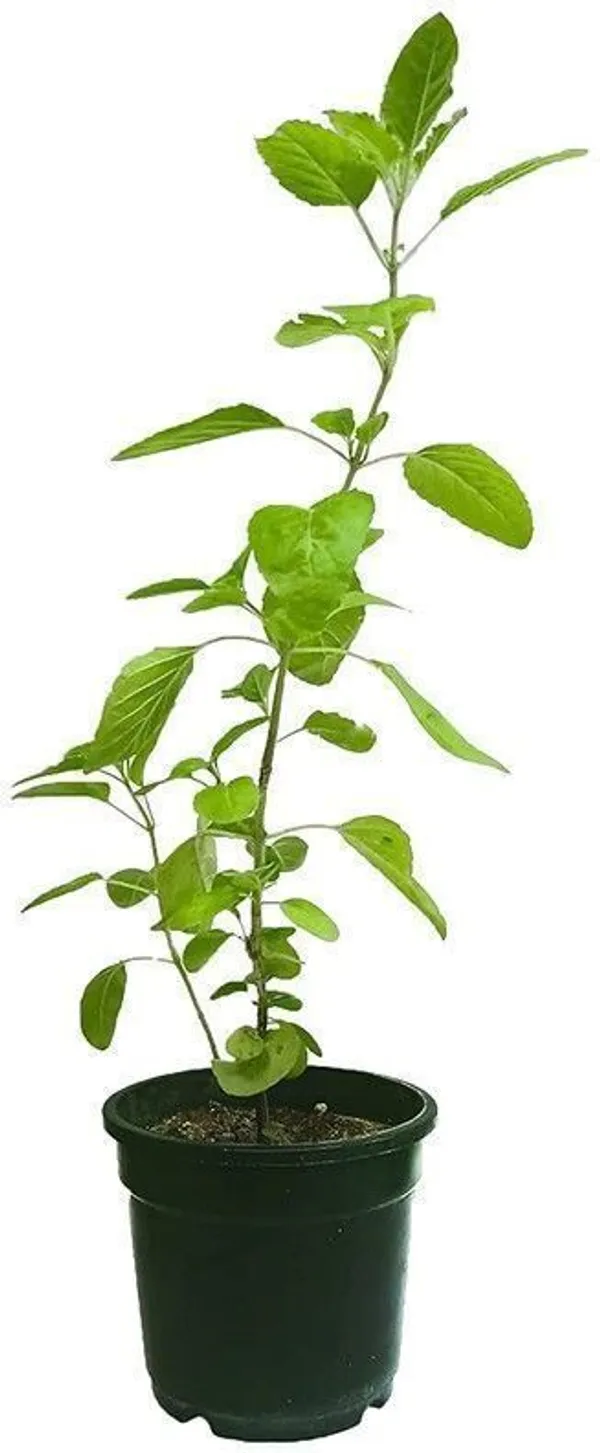 Tulsi_Plant_(Hybrid,_Pack_of_1)