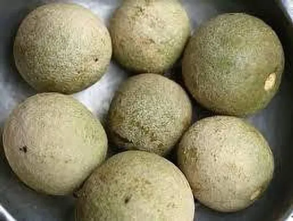Wood_Apple_Plant_(Hybrid,_Pack_of_1)