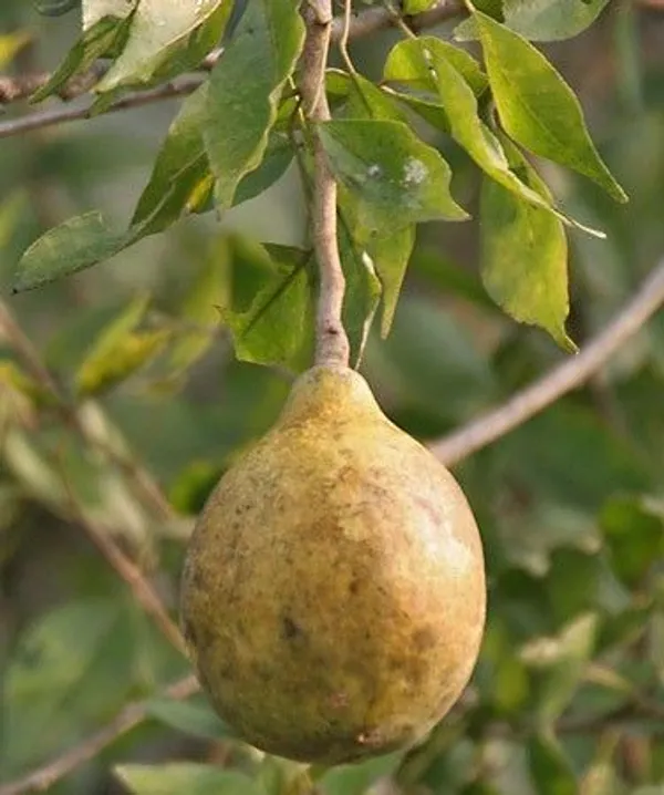 Wood_Apple_Plant_(Hybrid,_Pack_of_1)