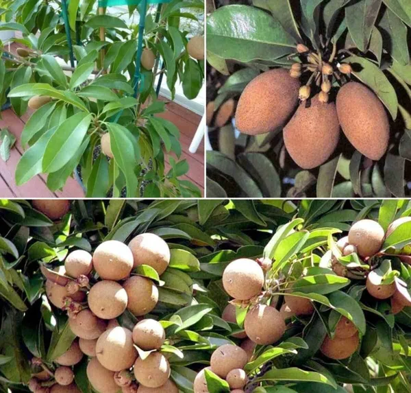 Chiku_Plant_(Hybrid,_Pack_of_1)