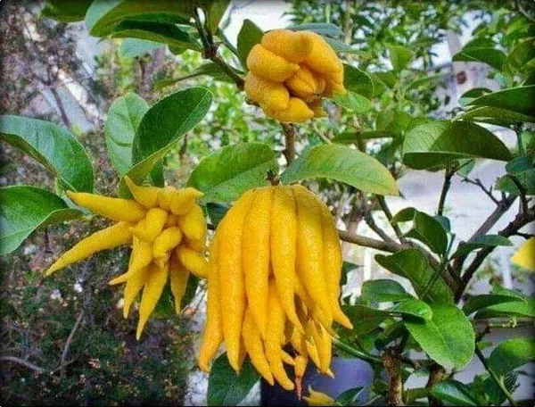 Lemon_Plant_(Hybrid,_Pack_of_1)