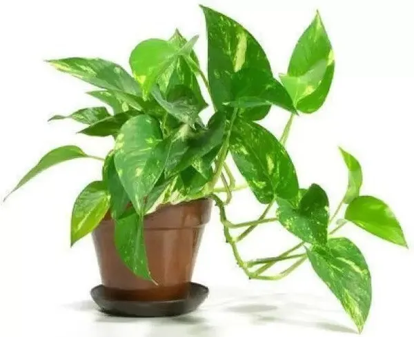 Golden_Money_Plant_(Hybrid,_Pack_of_1)