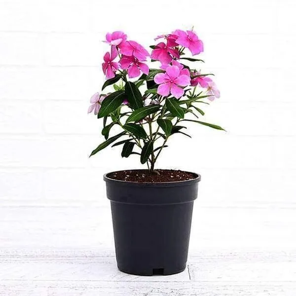 Cryptanthus_Plant_(Hybrid,_Pack_of_1)
