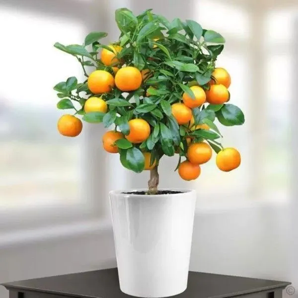 Orange_Plant_(Hybrid,_Pack_of_1)