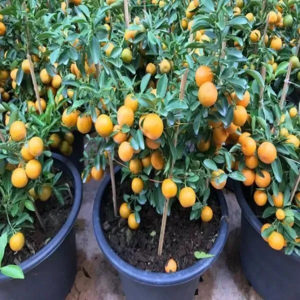 Orange_Plant_(Hybrid,_Pack_of_1)