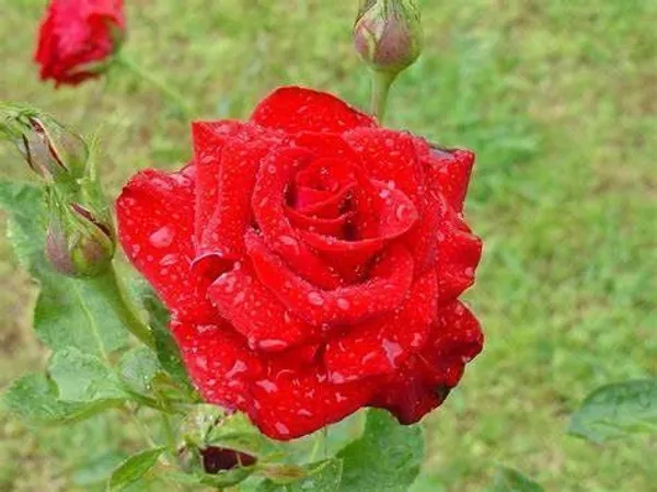 Rose_Plant_(Hybrid,_Pack_of_1)