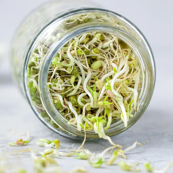 Green_Premium_Glass_Sprouts_Maker_Box_With_Recipe_Book_Glass_Mason_Jar_With_Mesh_Lid_For_All_Seeds_Beans_Sprouts_Making_Box