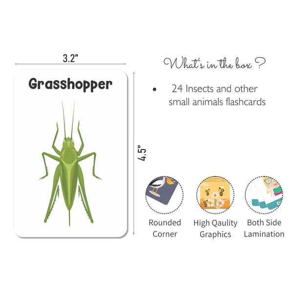 Insect_Flash_Cards_Pack_Of_24