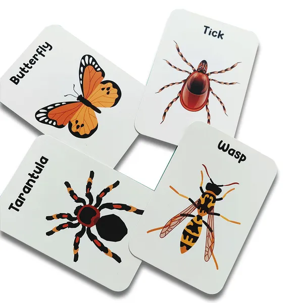 Insect_Flash_Cards_Pack_Of_24