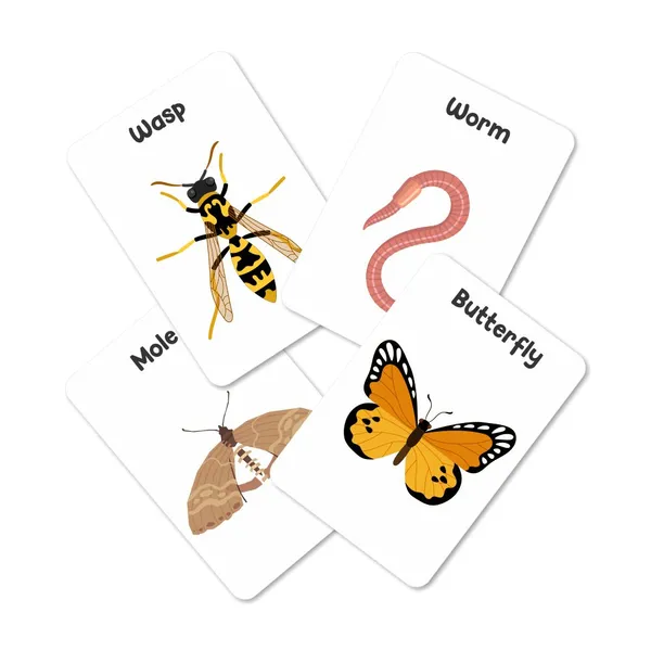 Insect_Flash_Cards_Pack_Of_24