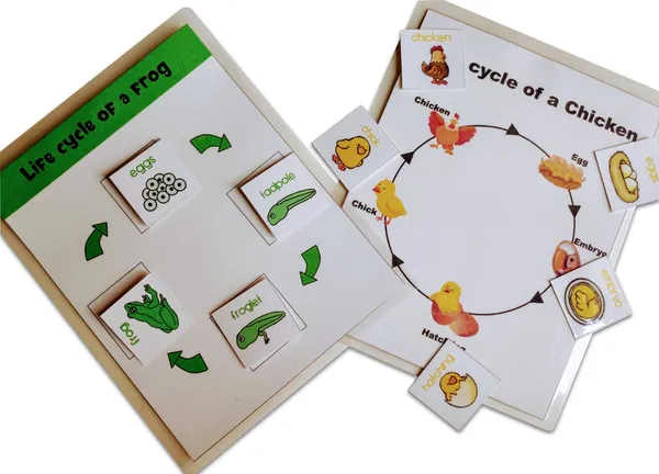 4_Lifecycle_Activity