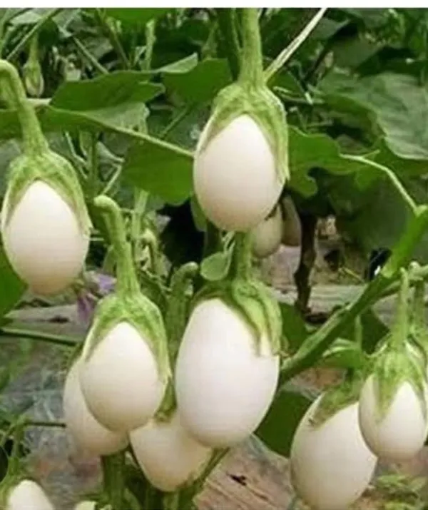 Brinjal_White