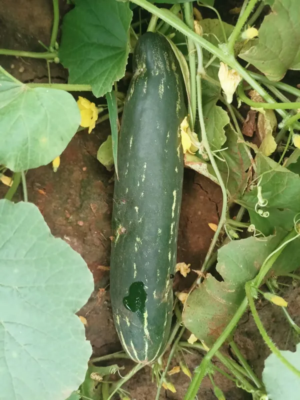 Cucumber_Uttam