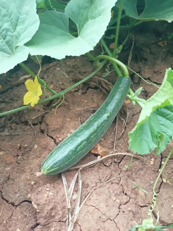 Cucumber_Uttam