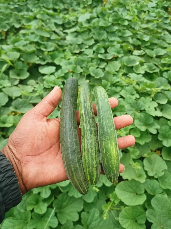 Cucumber_hariyali