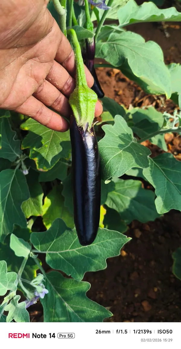 Brinjal_PPL