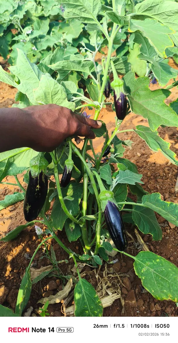 Brinjal_PPL