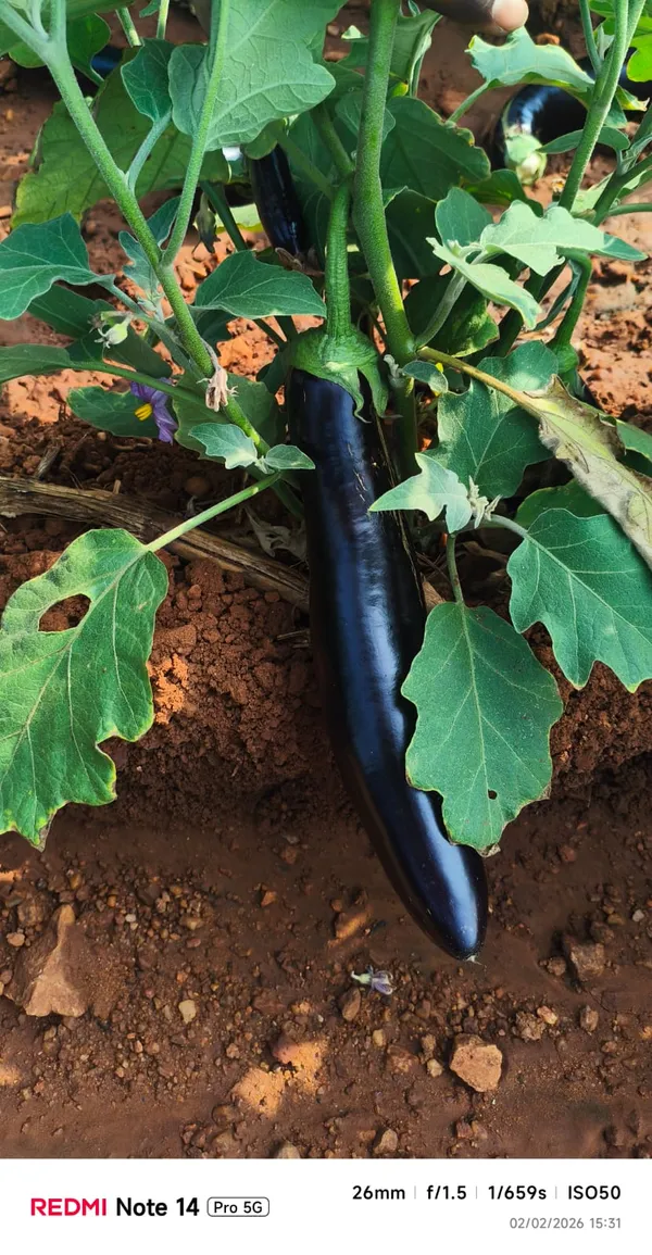 Brinjal_PPL
