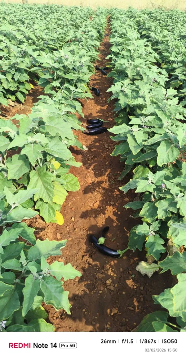 Brinjal_PPL